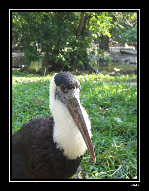 Tropical Stork.JPG
